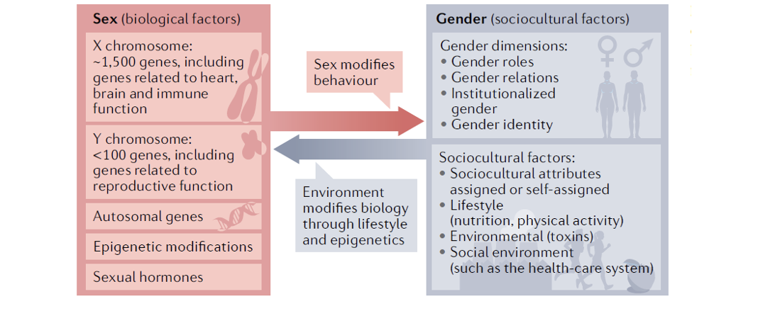 factors influencing sex development from Regitz-Zagrosek, V. EMBOR 13 (7)